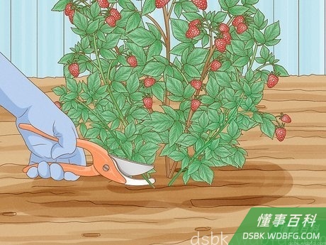 Step 4 除去任何不结实的徒长枝。