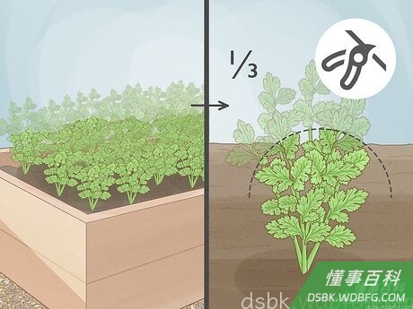 Step 3 每株收割的枝叶不要超过植株的三分之一。