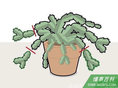 Step 2 如果你想繁殖出更多的蟹爪兰，那就将茎节摘得长一些。
