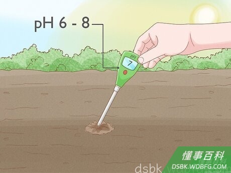 Step 3 种植香菜的土壤pH值应在6.0至8.0之间。