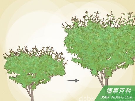 Step 6 继续修剪，直到修成你满意的高度。