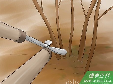 Step 4 剪掉老枝。