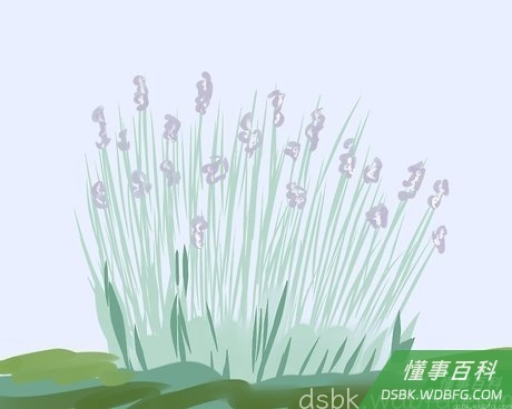 Step 1 薰衣草长到第二年时才能剪取花茎。