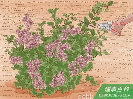 Step 2 修剪长花茎。