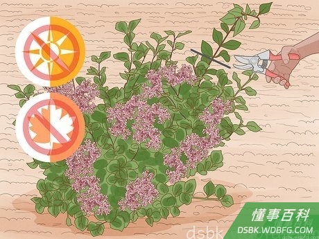 Step 4 不要在夏末或者秋季修剪。