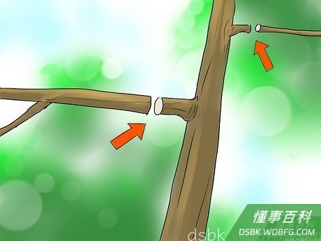 Step 4 水平方向修剪，控制果树产量，给枝干增加活力。