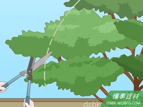 Step 7 修剪树枝，给树木造型。