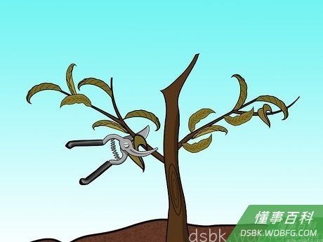 Step 3 在枝的基部附近进行修剪。
