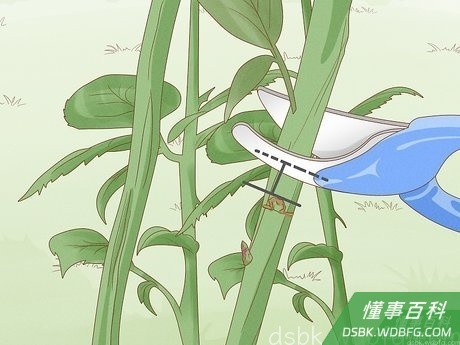 Step 2 注意芽眼。
