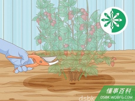 Step 1 把覆盆子齐地面修剪。