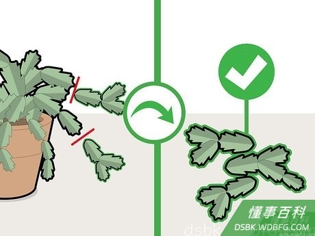 Step 5 将较长的茎节收集起来。