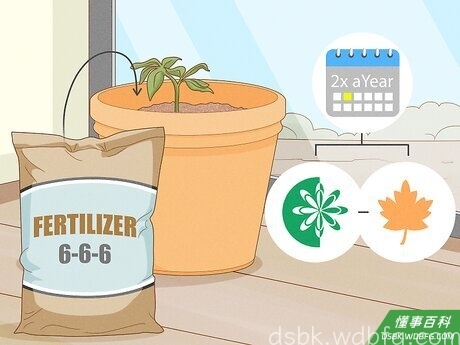 Step 5 给生长中的橘树施肥。