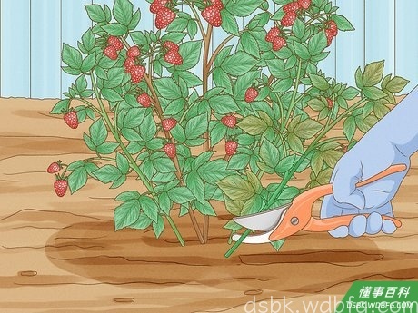 Step 5 移走任何生病或死亡的无花茎。