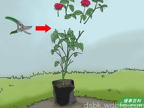 Step 5 把重叠在一起的枝条剪掉。