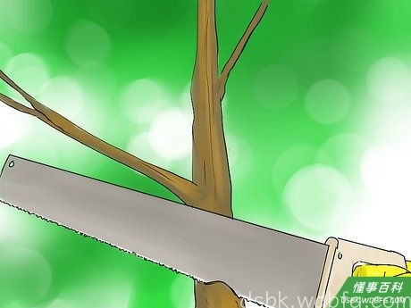 Step 1 蓓蕾出现后的早春，对果树进行剪梢。