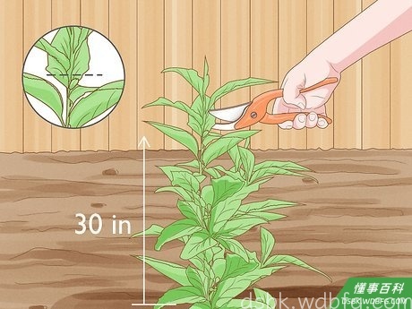 Step 2 在种下去后就把李子树的形状修剪好。