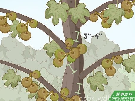 Step 3 下一个冬天为结果枝修剪。