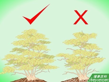 Step 13 树冠去掉的部分不能超过五分之一。