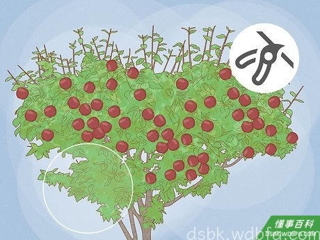 Step 2 修剪掉不结果子的枝条。