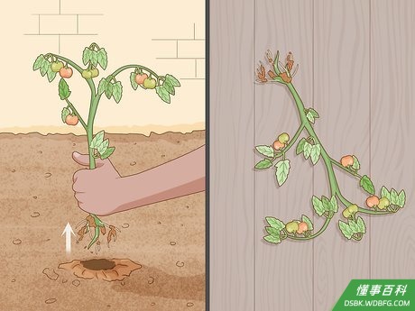 Step 3 把整株西红柿连根拔起，放到室内。