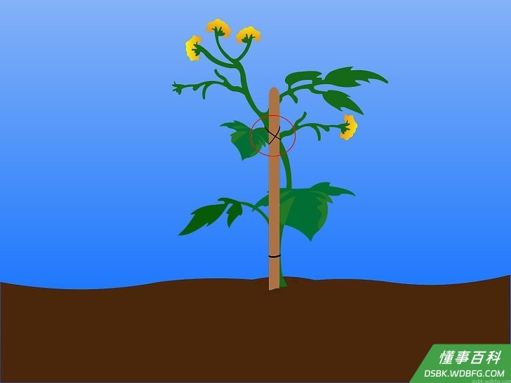 Step 8 将木桩或棚架放置在植物旁。