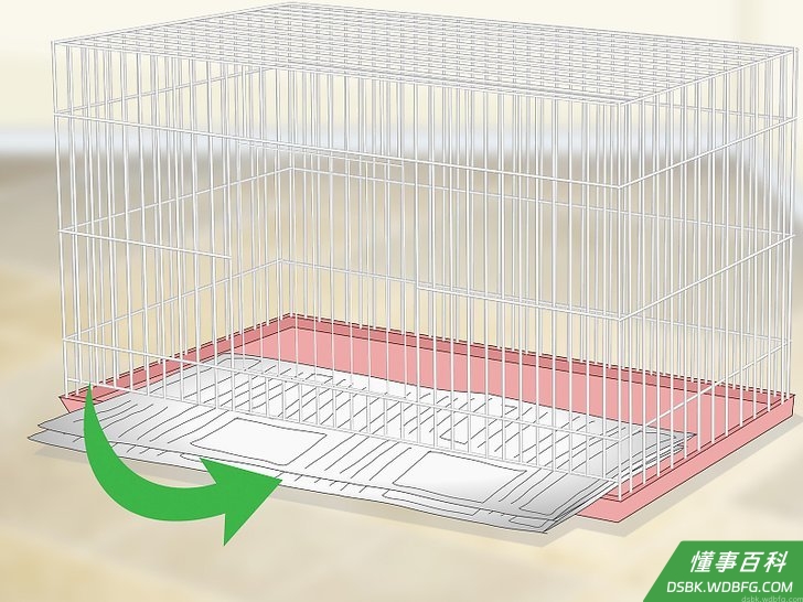 Step 4 在鸟笼下面垫上报纸或玉米砂。