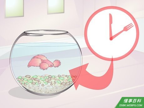 Step 2 定期喂食。