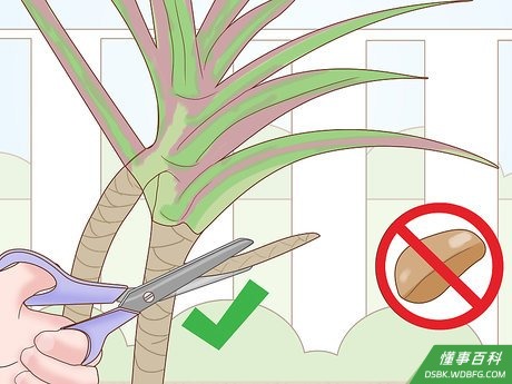 Step 1 扦插成年龙血树的枝条更易繁殖成功。