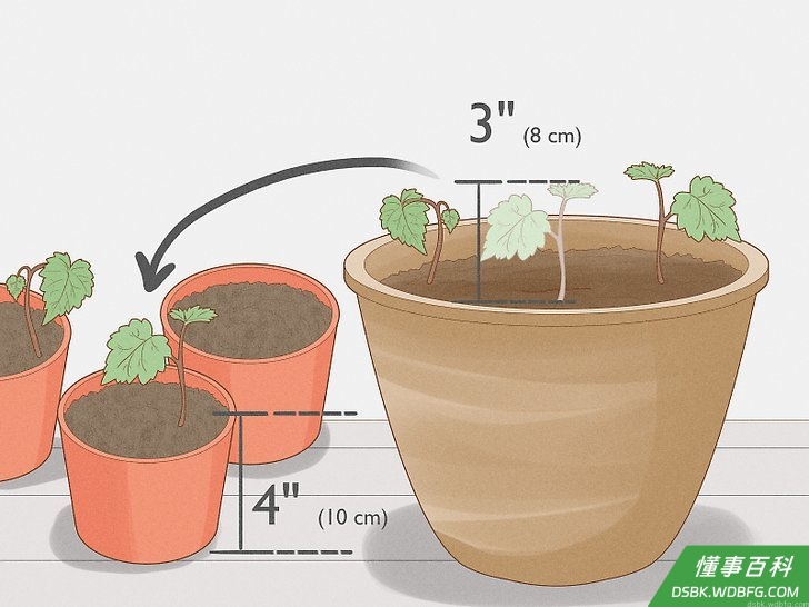 Step 4 移植你的苗木。
