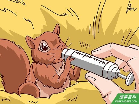 Step 6 防止松鼠宝宝脱水。