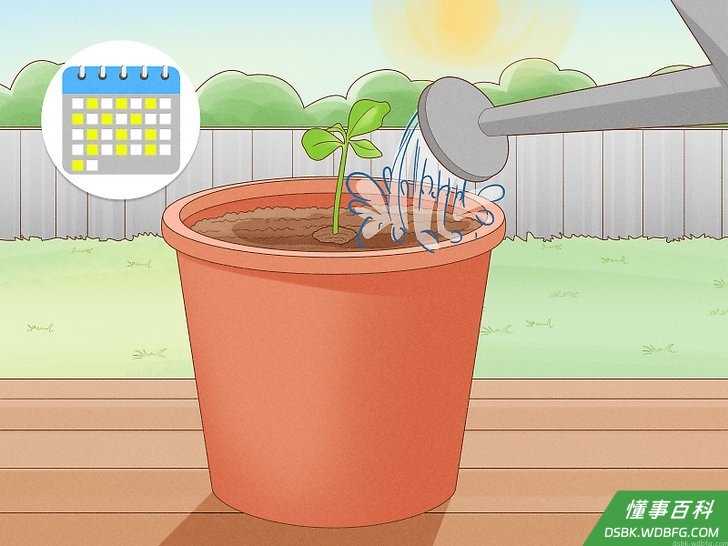 Step 1 每周给幼苗浇水2到3次。