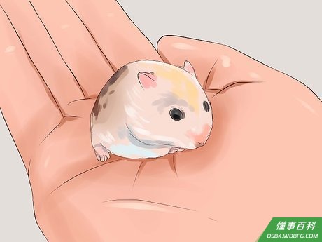 Step 1 了解你的仓鼠。