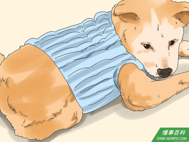 Step 5 给狗狗穿衣服。