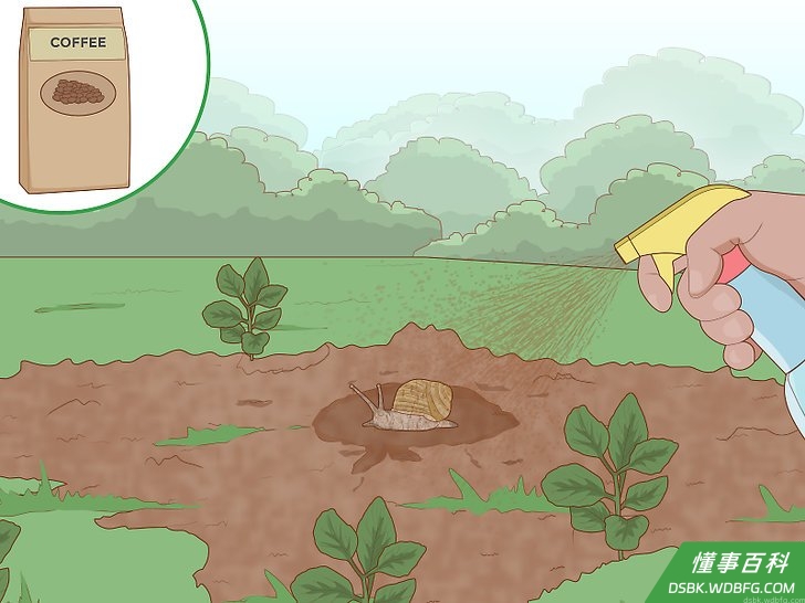 Step 3 用冷咖啡喷杀蜗牛。