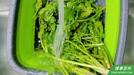 Step 2 清洗香菜。