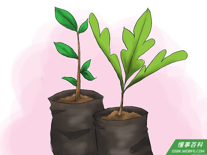 Step 1 安排植物布局。