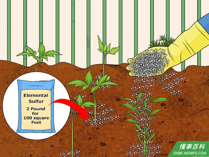 Step 1 如果你已经把花或植物种植在土壤里,请使用元素硫。