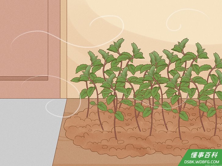 Step 3 在房子周围种植薄荷。