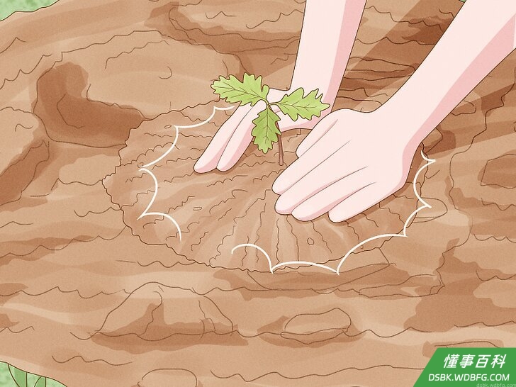 Step 6 移植橡树。