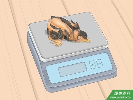 Step 4 记录小鸟的生长。
