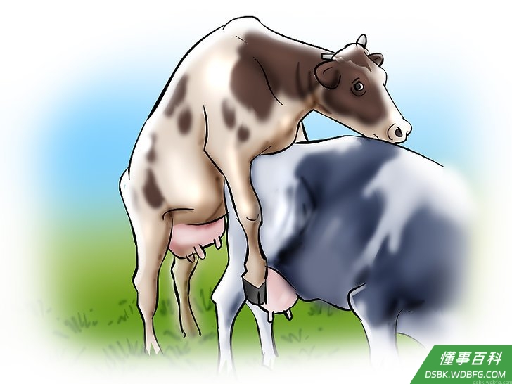 Step 1 观察你的乳牛或者小母牛，看它们是否进入了发情期。