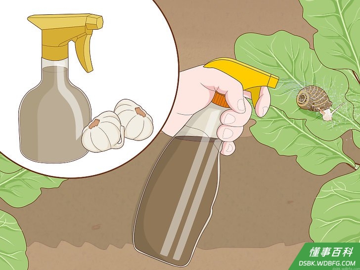 Step 4 自制大蒜喷剂来驱赶蜗牛,或许还能杀死它们。