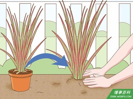 Step 8 当根团挤满花盆时,就需要换个更大的花盆了。