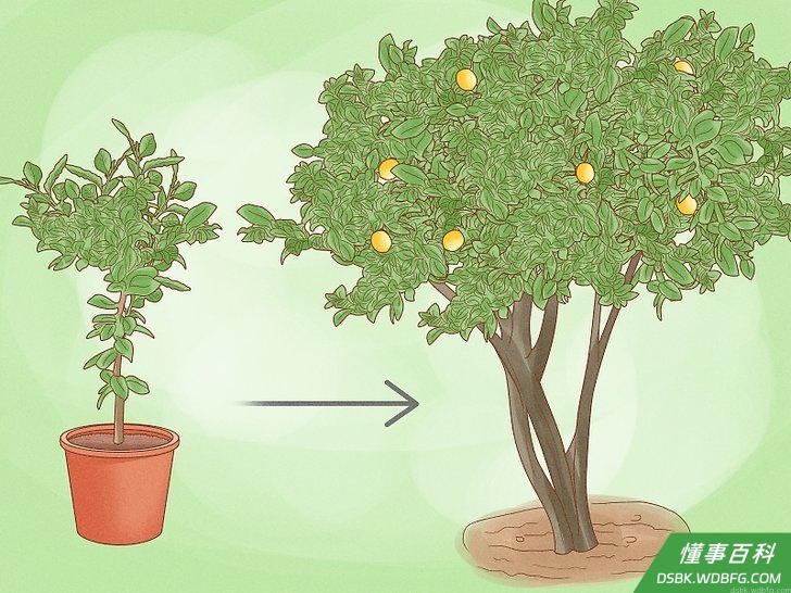 Step 6 柠檬树结果需要很长的时间。