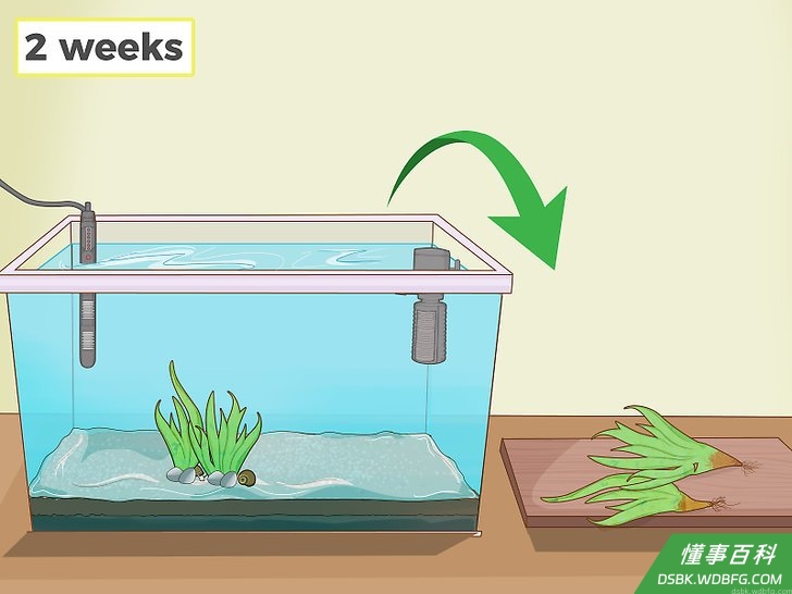 Step 1 先将植物隔离两周,才放入鱼缸里。