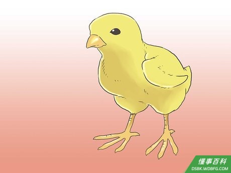 Step 2 养鸡第一年,要侧重于购买雏鸡而不是孵蛋。