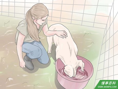 Step 3 提供你的猪足够的水。