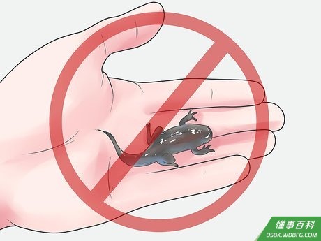 Step 5 需要注意的是大多数幼蛙不喜欢被拿在手上。