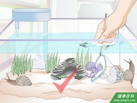 Step 4 如果你在考虑加点和斗鱼一起养的伙伴,先做点调查。
