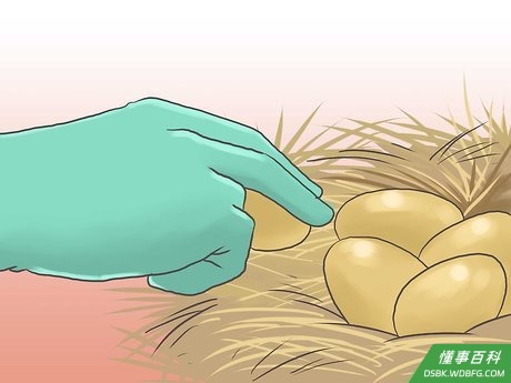 Step 2 每天捡蛋以确保清空产蛋箱。